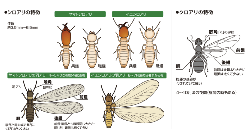 シロアリのイラスト